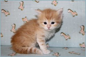 Male Siberian Kitten from Deedlebug Siberians